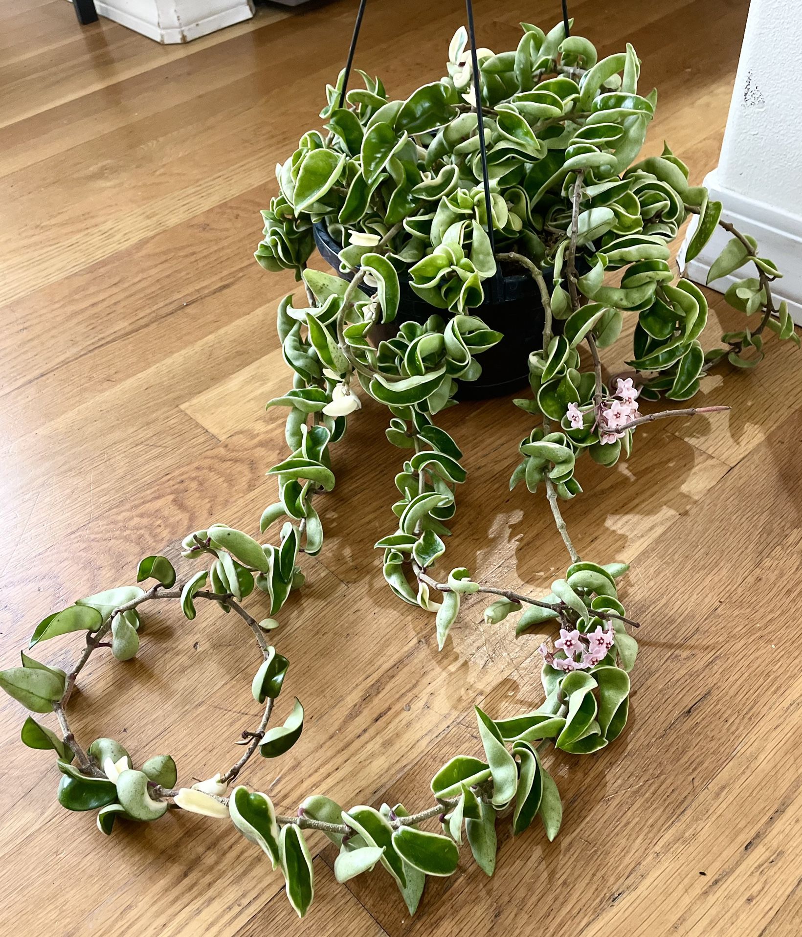 Rare Variegated, Blooming Hindu Rope Hoya Plant in 8in. Pot / NonToxic / Free Delivery