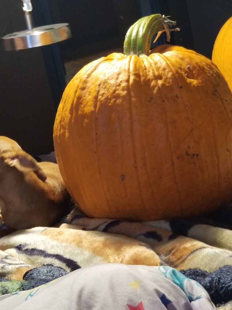 Large to extra large pumpkins $5 each