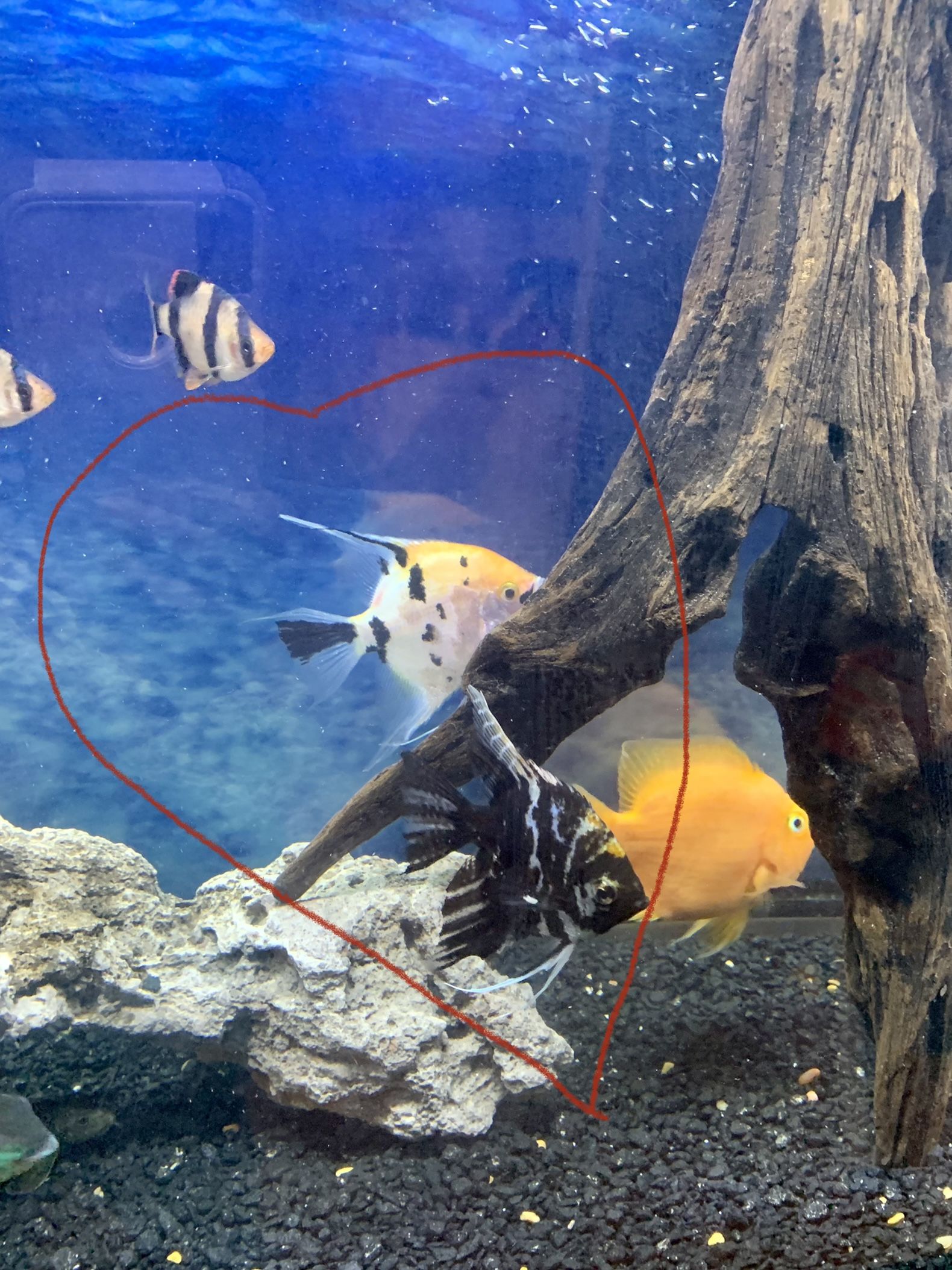 Fish Tank