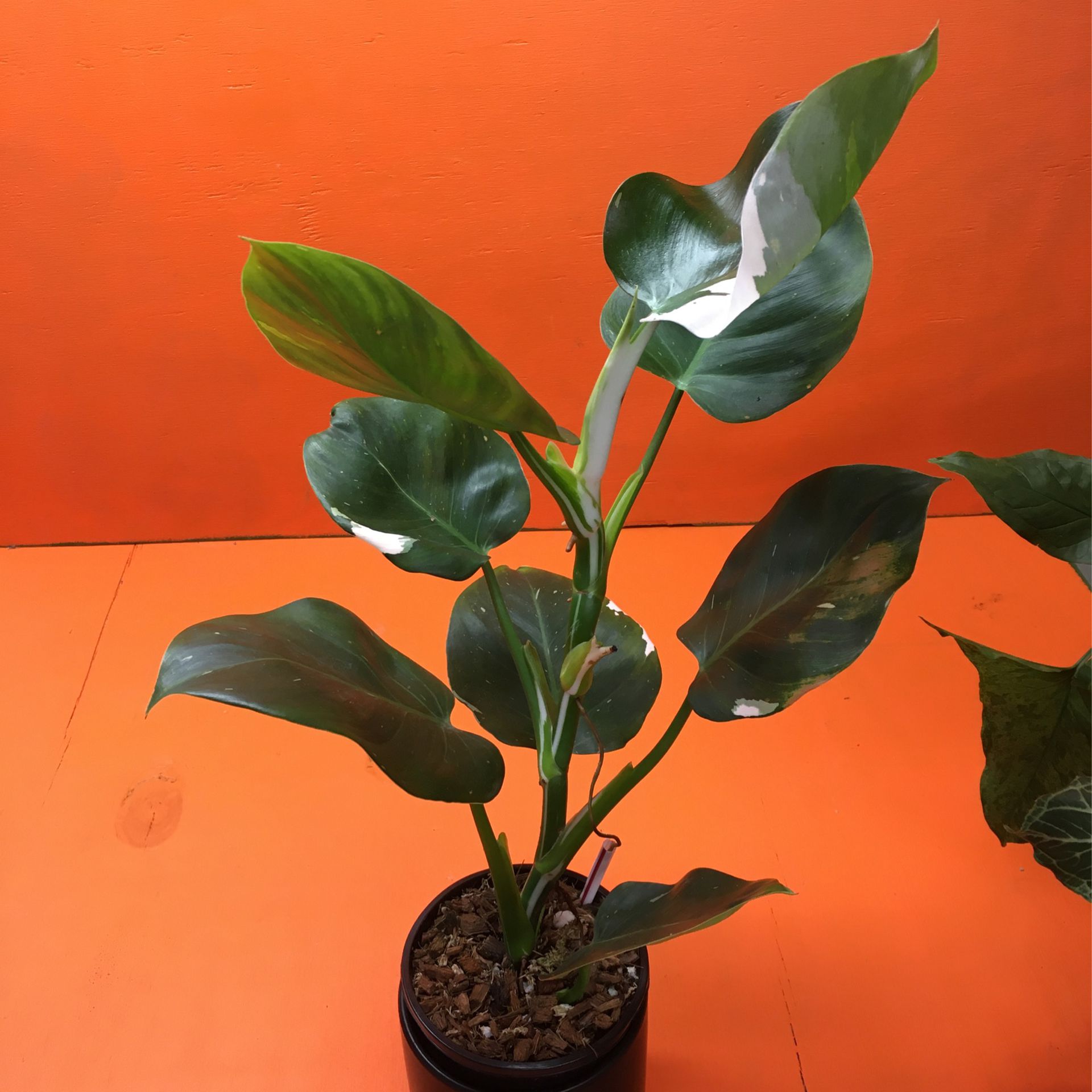 Tropical Plant Philodendron White WIZARD