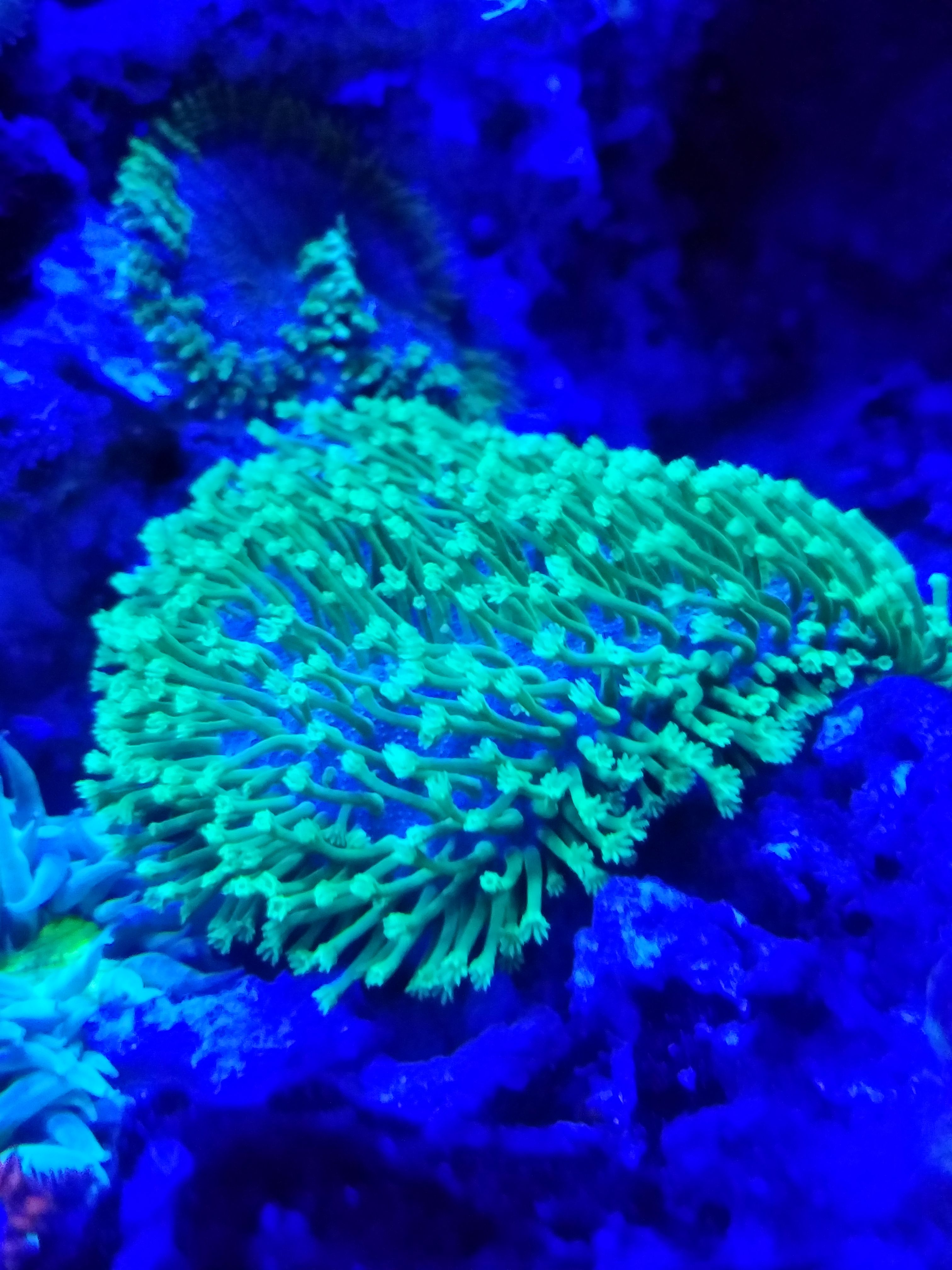 Tyree neongreen toastool