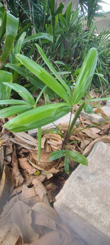 Broadleaf Lady Palm, Bamboo Palm