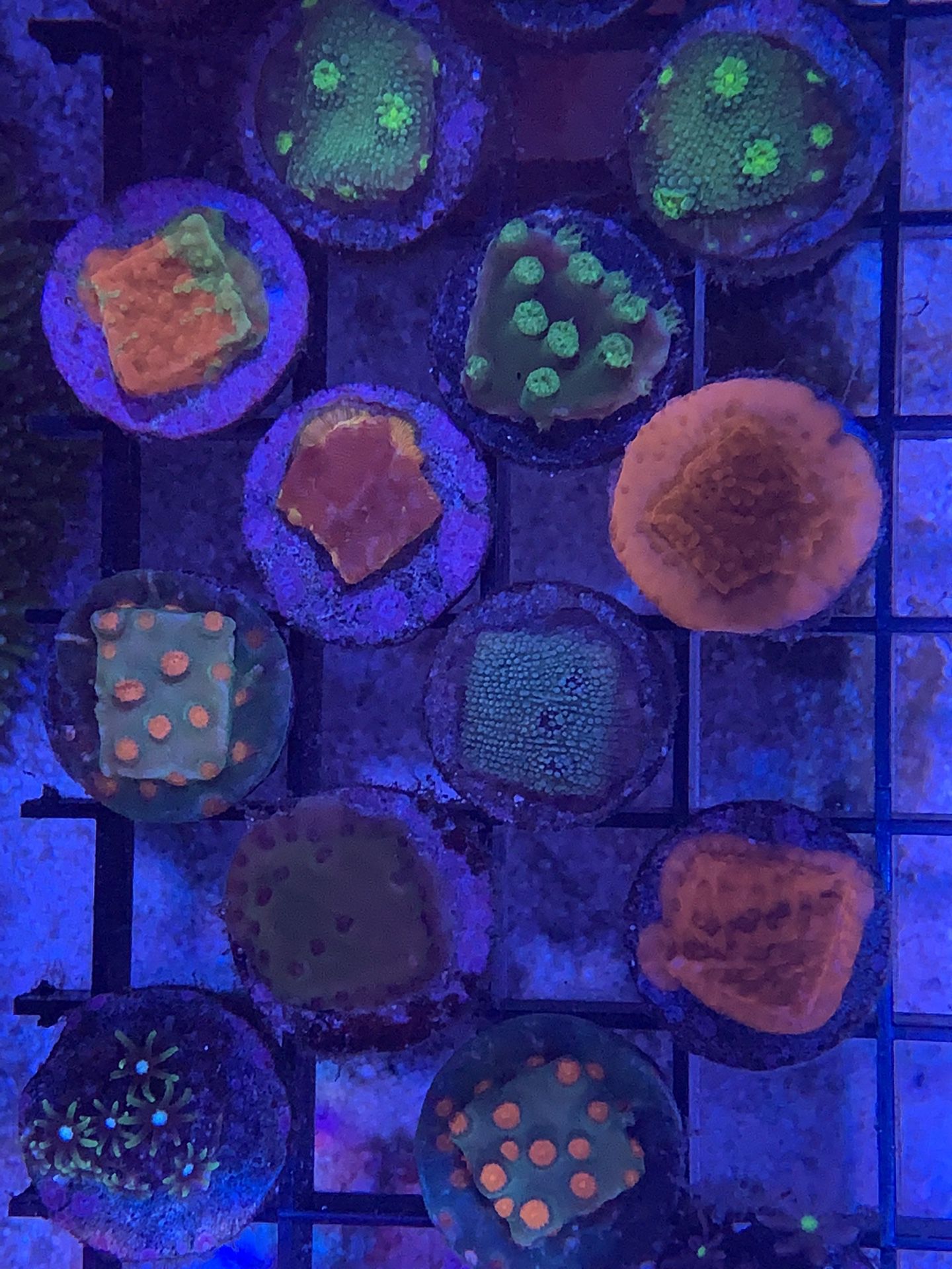 Coral Frags Lps And Sps