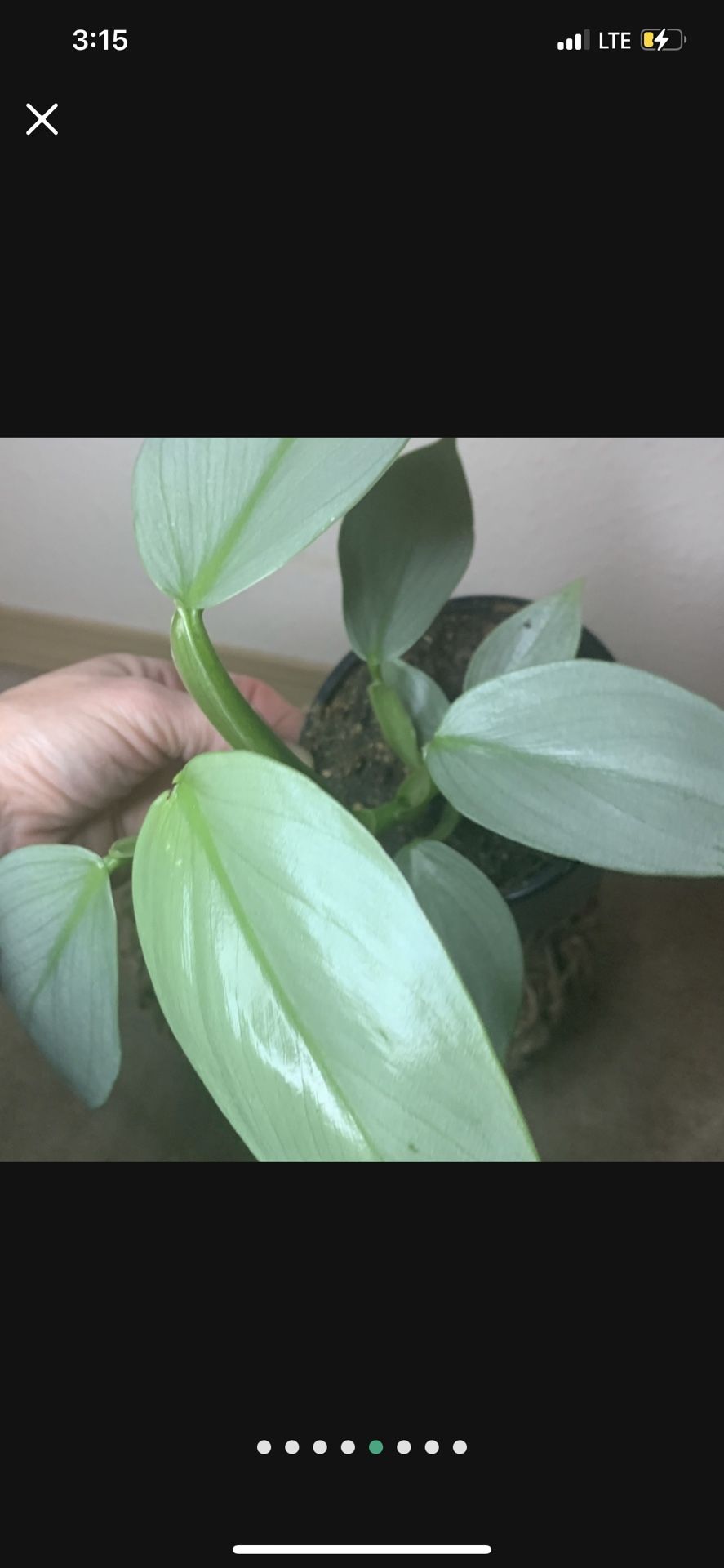 Silver Sword Philodendron Hastatum