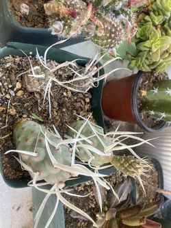 Potful Of 8 Rooted Tephrocactus Paper Spined Thumbnail