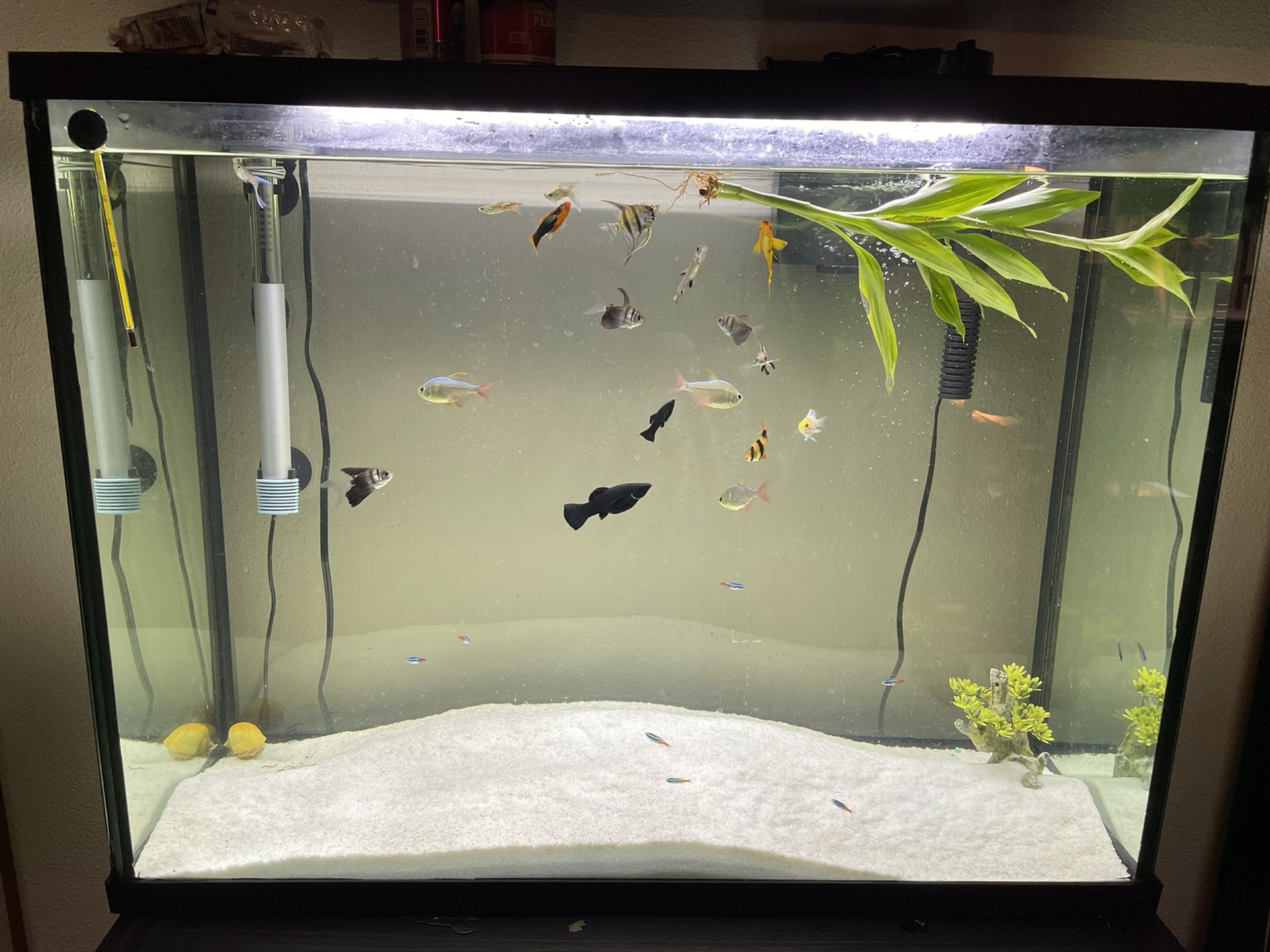 FRESHWATER FISH