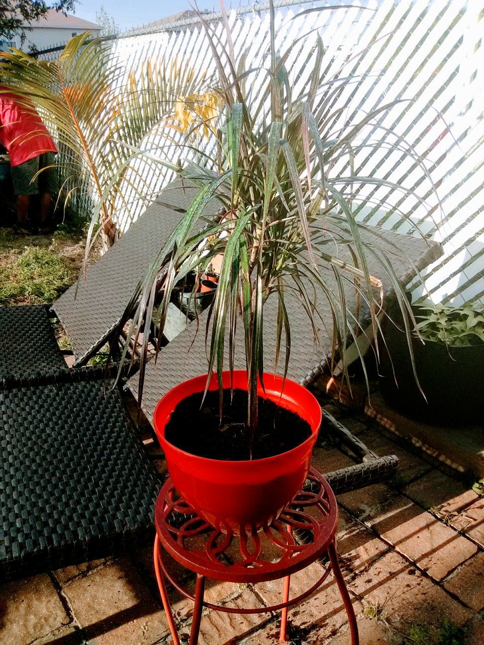 Dracaena