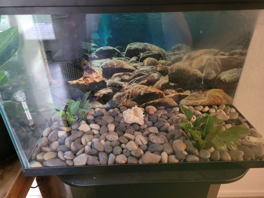 30 Gal tank/aquarium