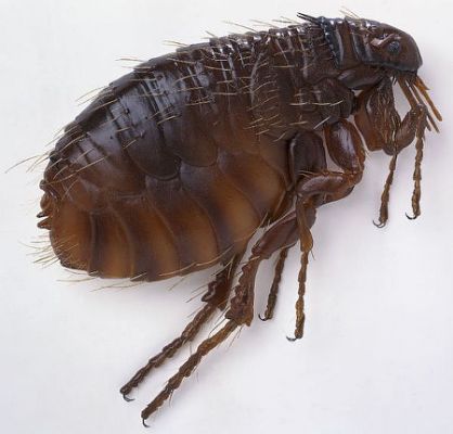 Fumigación/ Cucarachas / Ratas