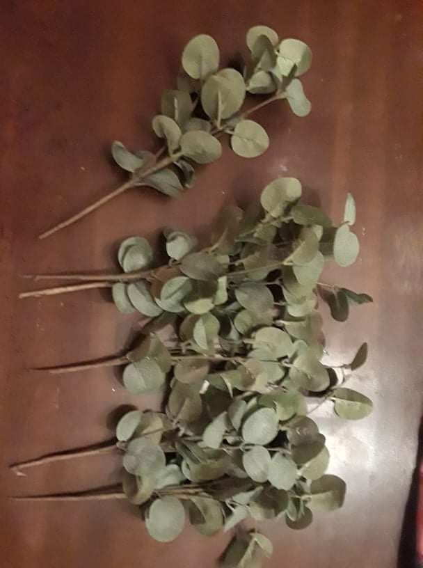 Eucalyptus Stem