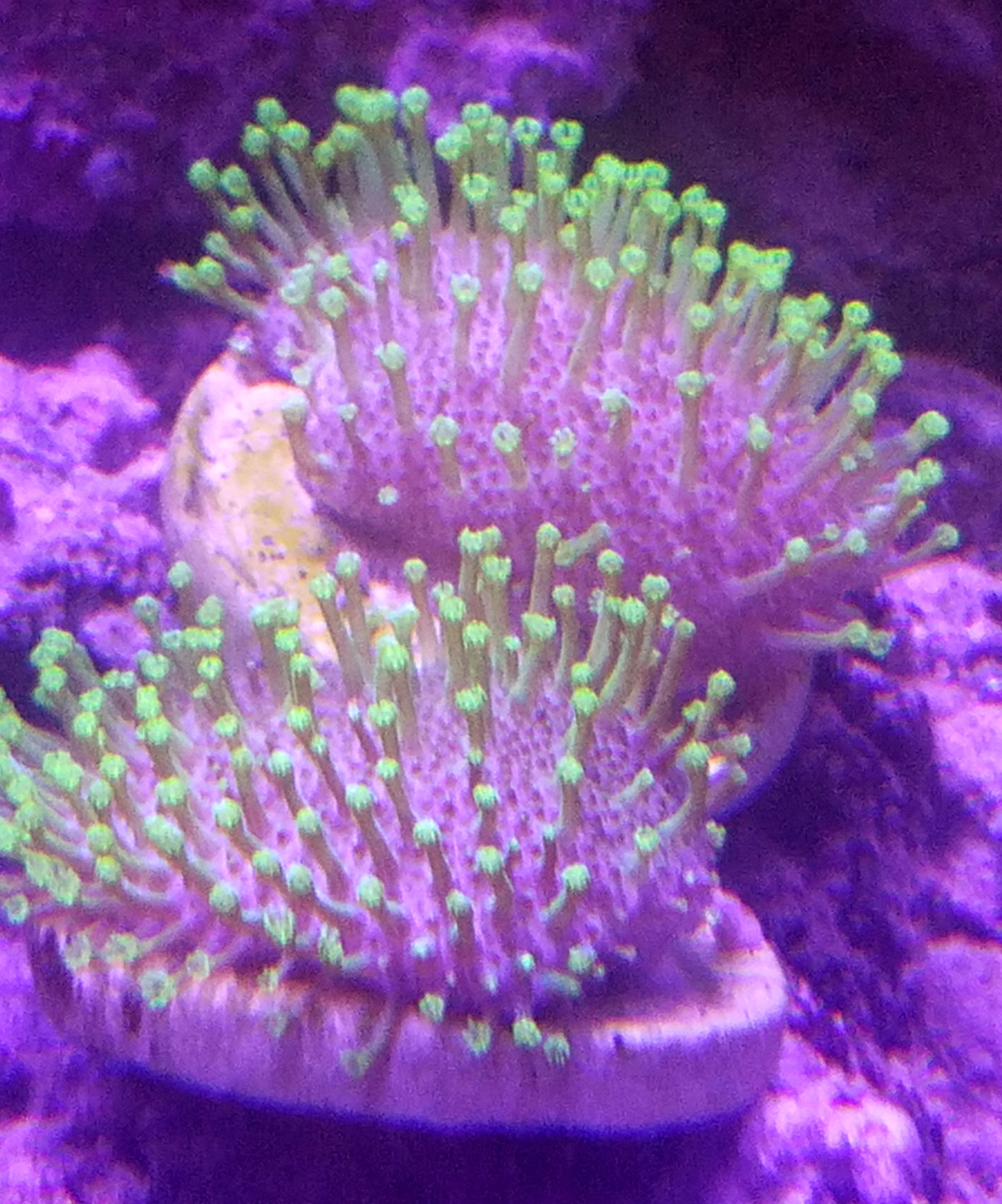 Tyree neongreen toastool