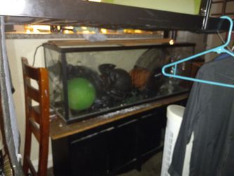 Fish Tanks And Accessories  Thumbnail