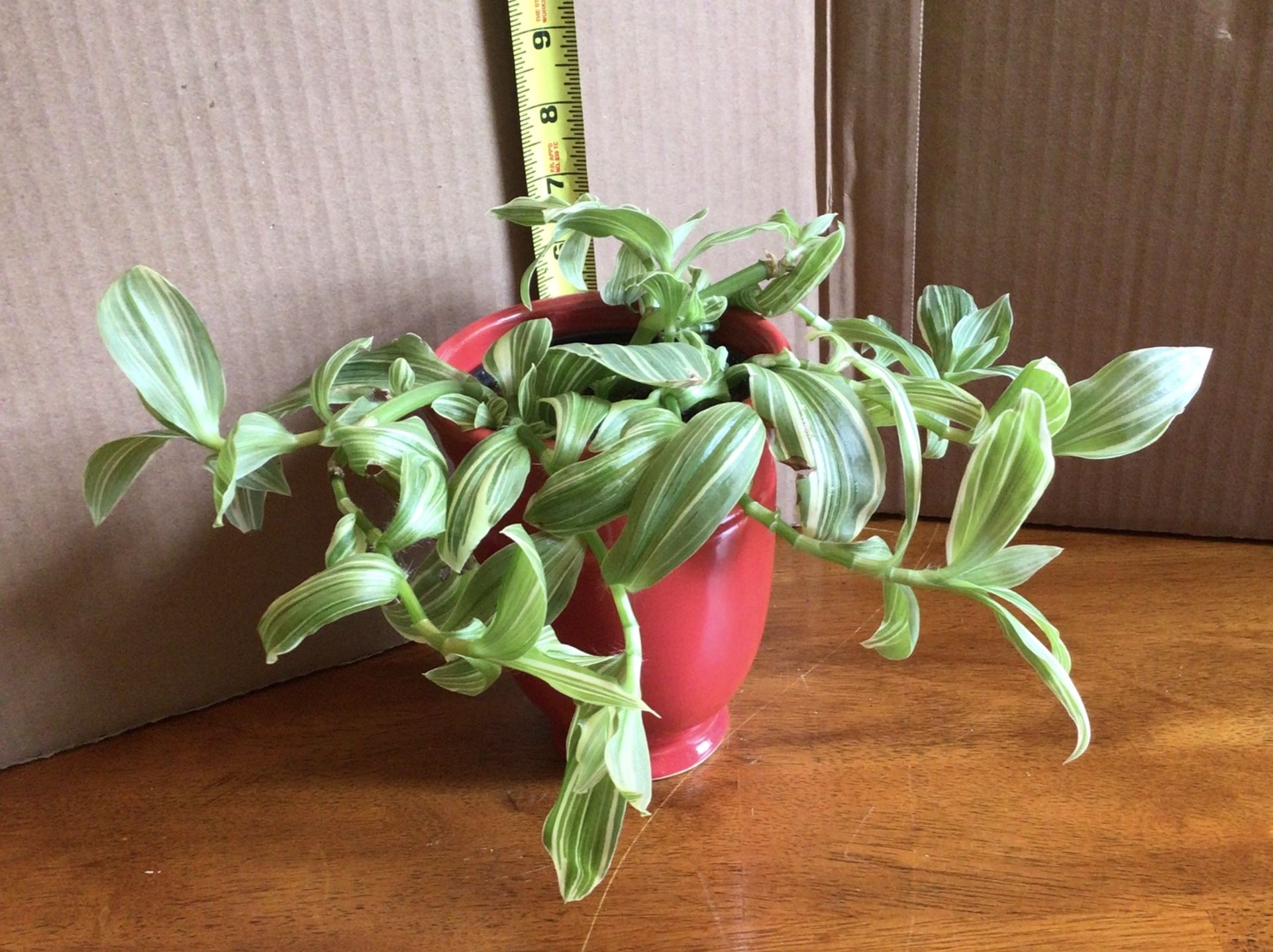 White INCH Houseplant In CERAMIC