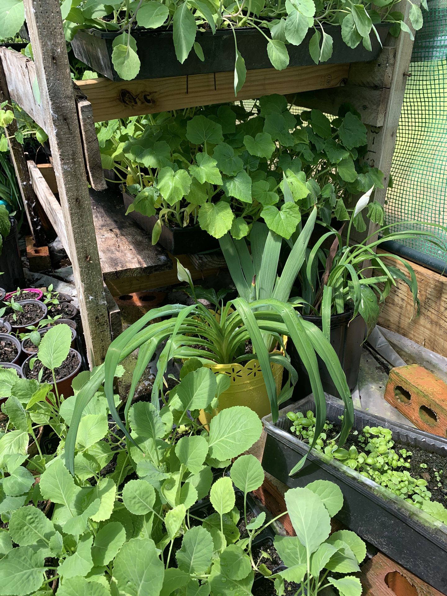 Vegetable Plants or Your Garden 