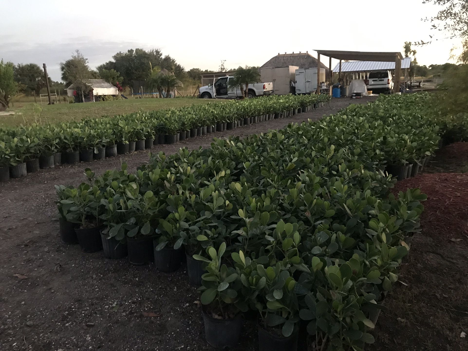 Clusias Plants 7 Gallon