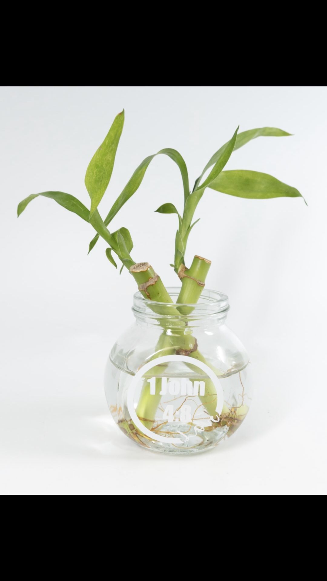 Live 2 Stalk Bamboo Living Plant In Small Vinyled “1 John 4:8,” “Philippians 4:6-7,” Or “Pray Without Ceasing” Glass Vase For Home Decor