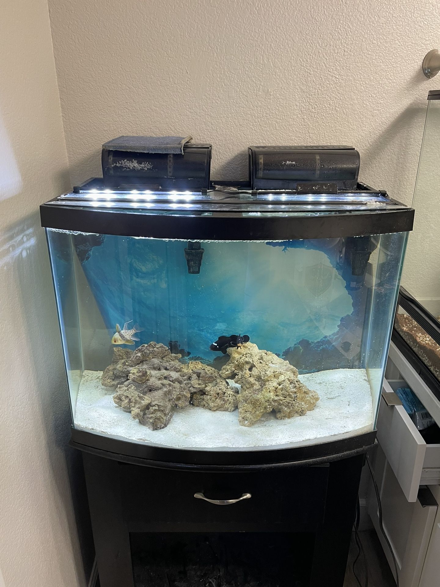 29gal Bow Front Marine Aquarium