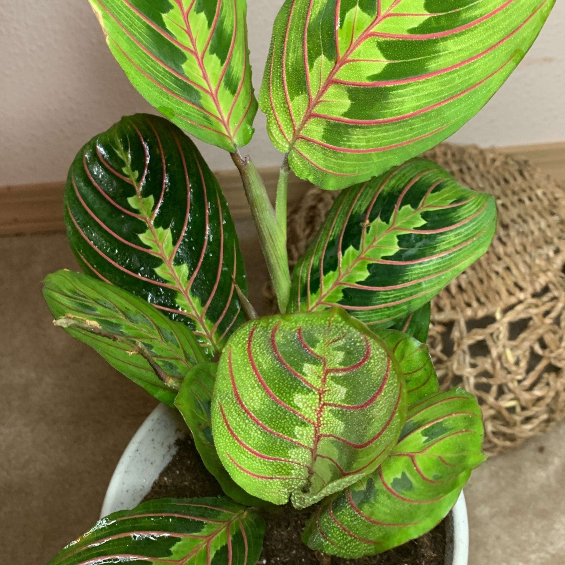 Red Marantha Prayer Plant Non Toxic for Sale in Federal