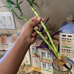 Lucky Bamboo 14” tall Healthy Beautiful And Green For You Office With Pot Thumbnail