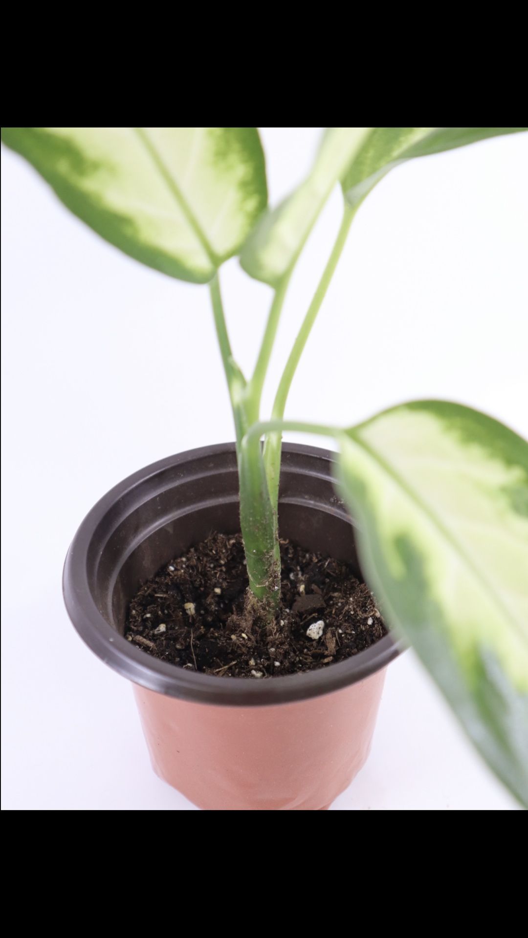 Live Dieffenbachia (Dumb Cane) In 4” WHITE GLASS POT For Home Decor