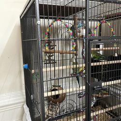 Parrot 🦜 Birds Thumbnail