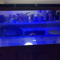 Fish Tank 65Gallon  With Stand And Accessories  Thumbnail