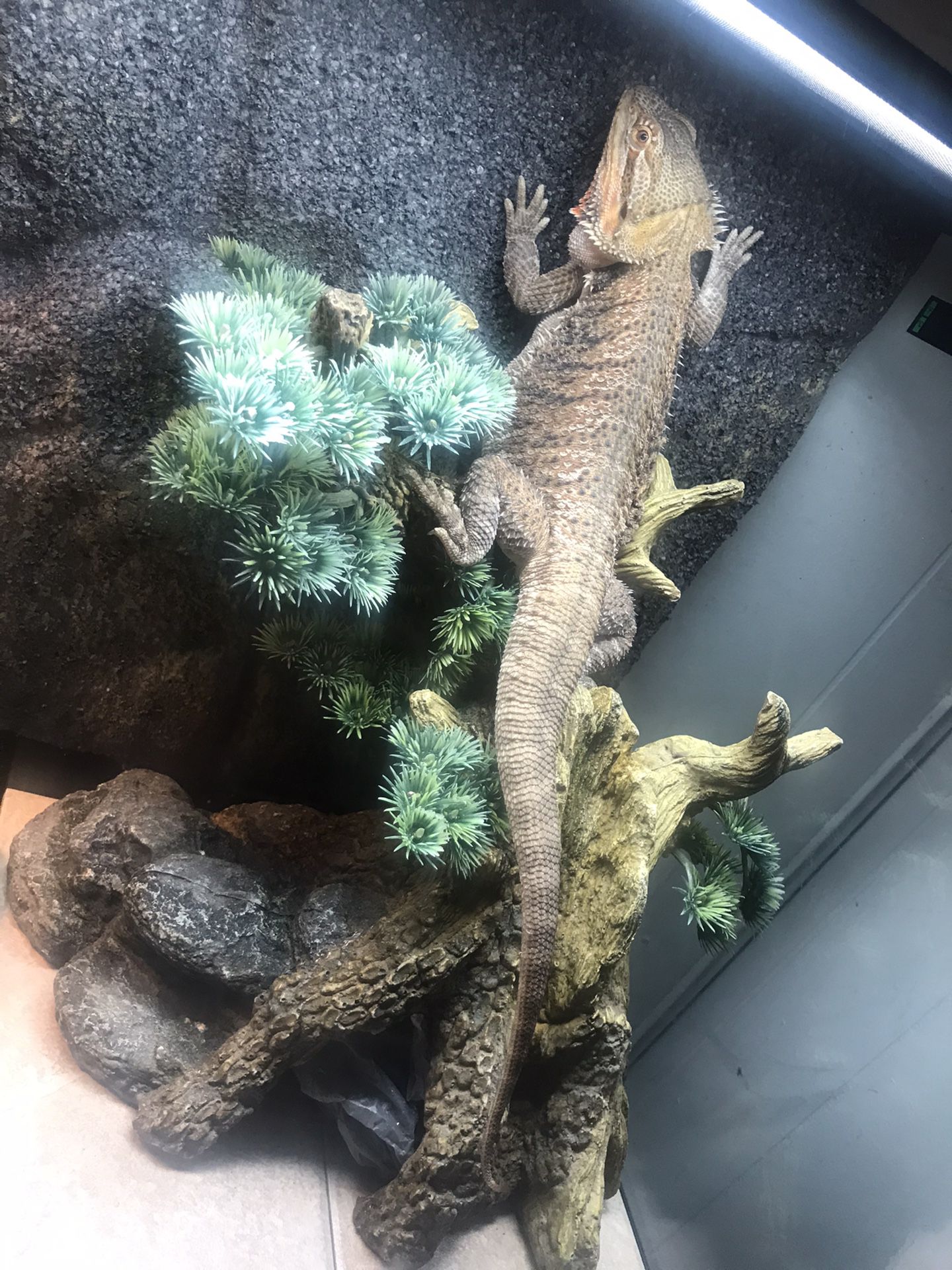 Bearded dragon (reptile, lizard) enclosure, terrarium, tank