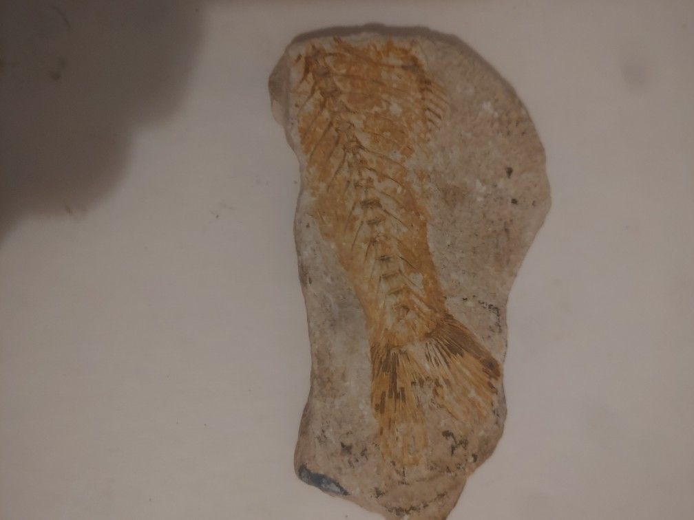 Fossil Of A Fish