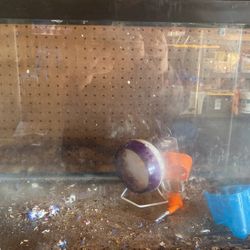 20 Gallon Fish Tank/ Hamster Enclosure/ Reptile Tank For Sale In Chula Vista, Ca - Offerup