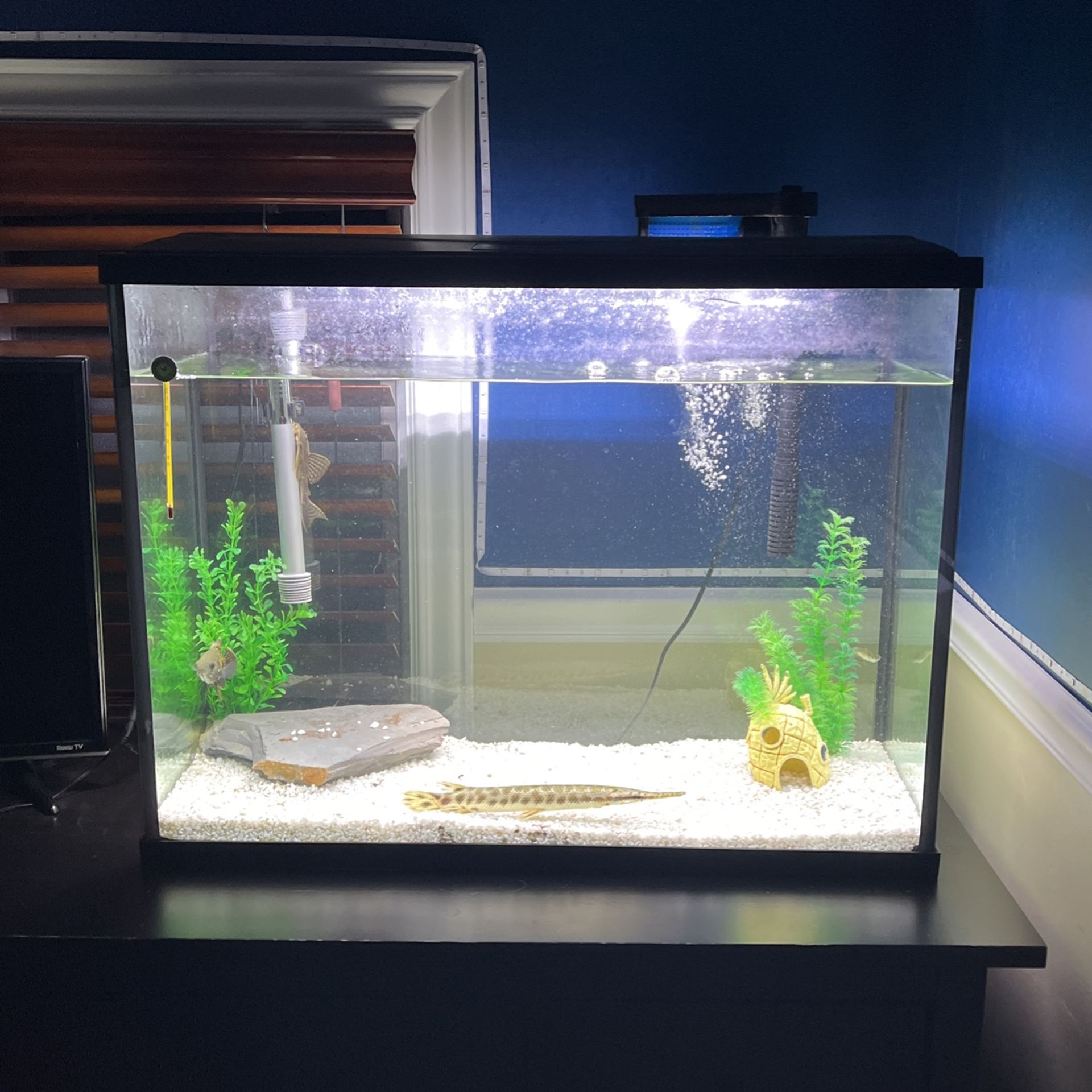 40 Gallon Breeder Tank (The Dimensions Setup), 48% OFF