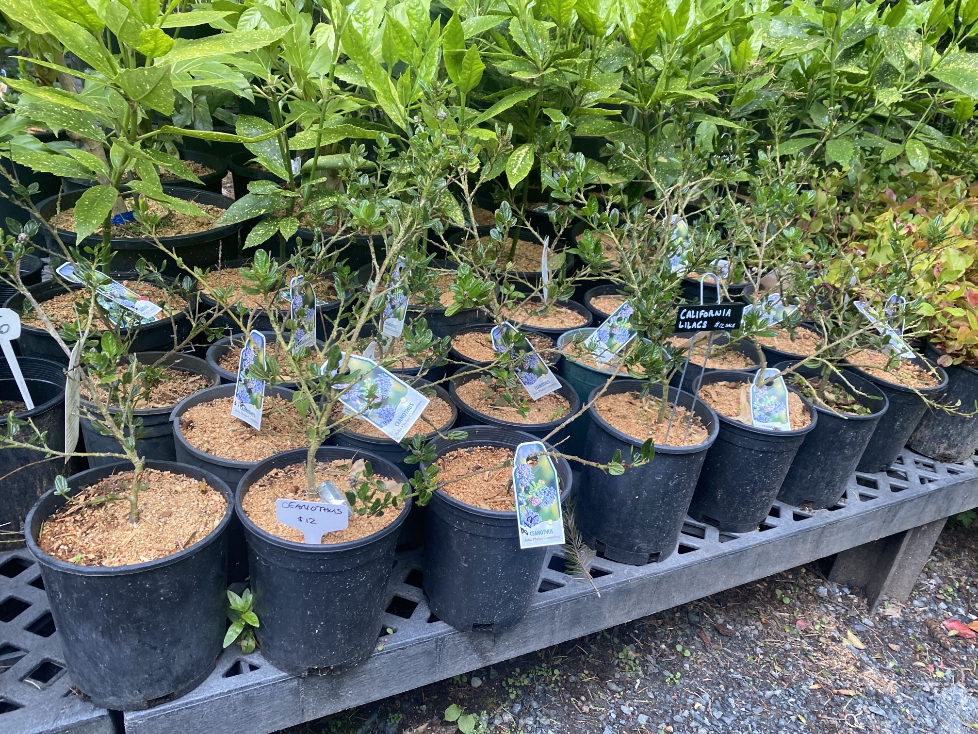 CALIFORNIA LILAC Perennial Plants