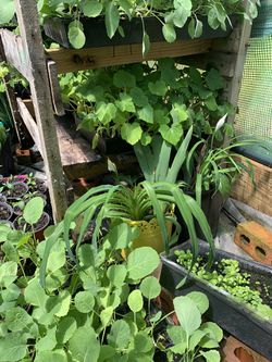 Vegetable Plants or Your Garden  Thumbnail