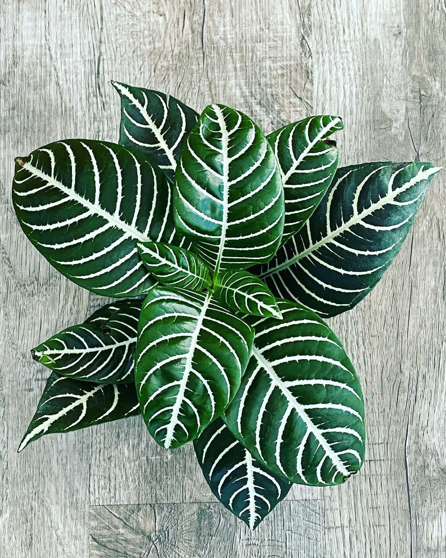 Zebra Plant