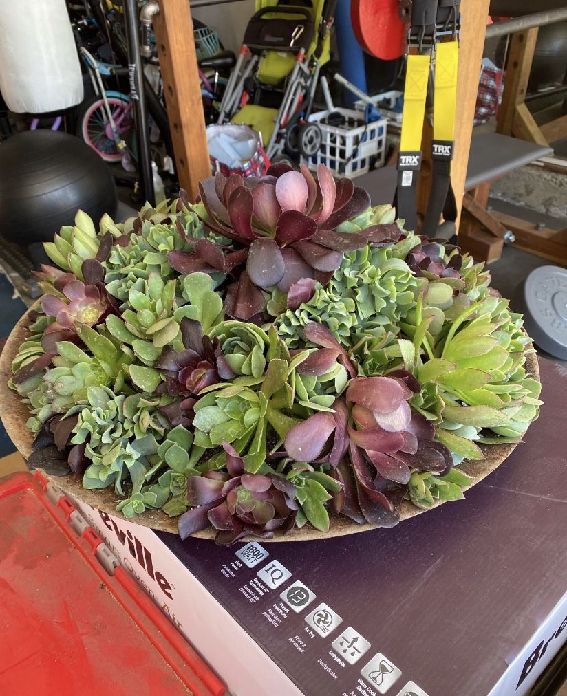 Succulent Planter $50