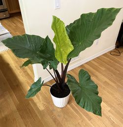 Live 5ft. Dark Star Alocasia / 2 in 1 Pot / Free Delivery Available  Thumbnail