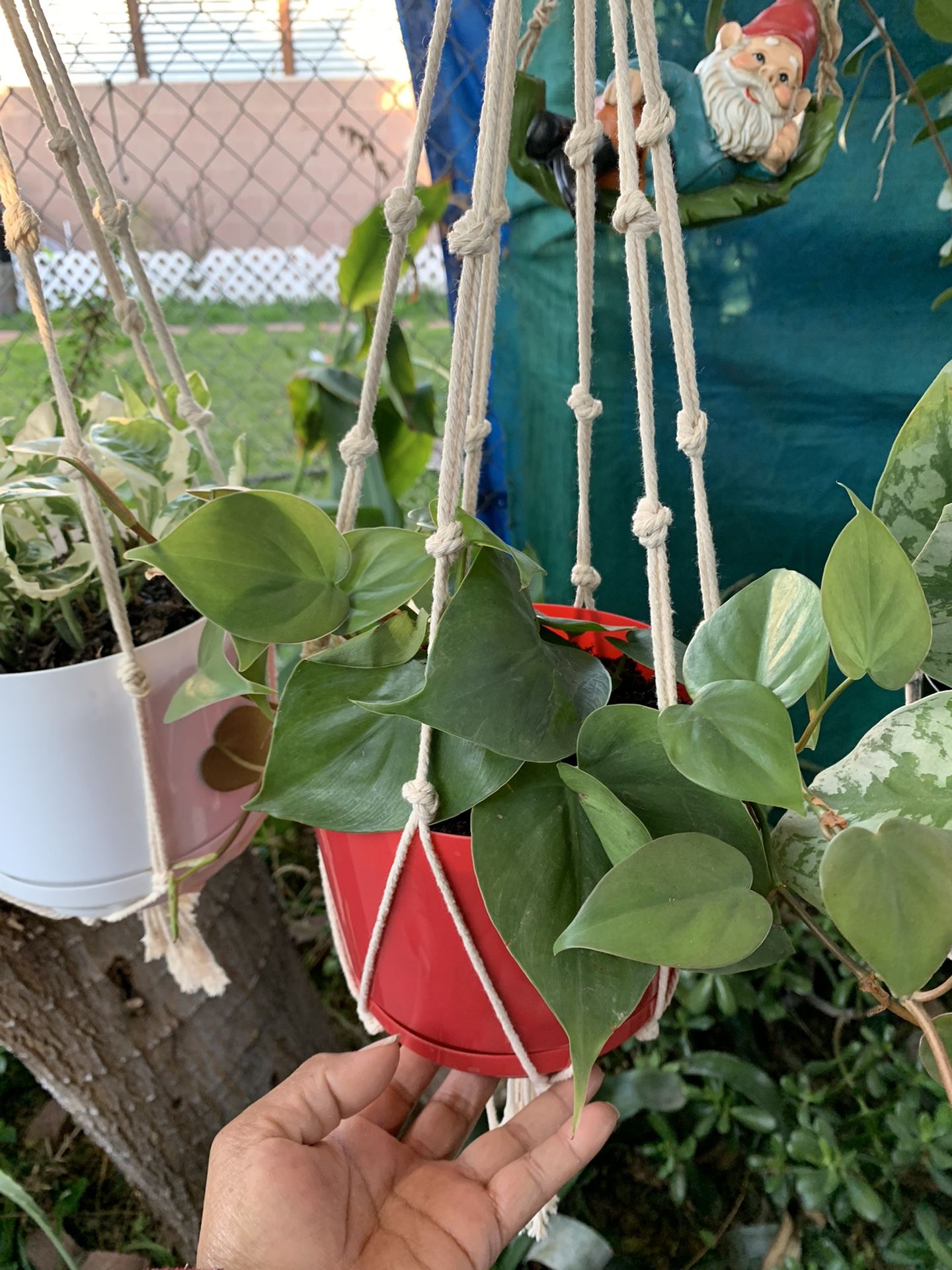 Pathos Plants Indoor Small Con Colgadera De Macramé $15 Each