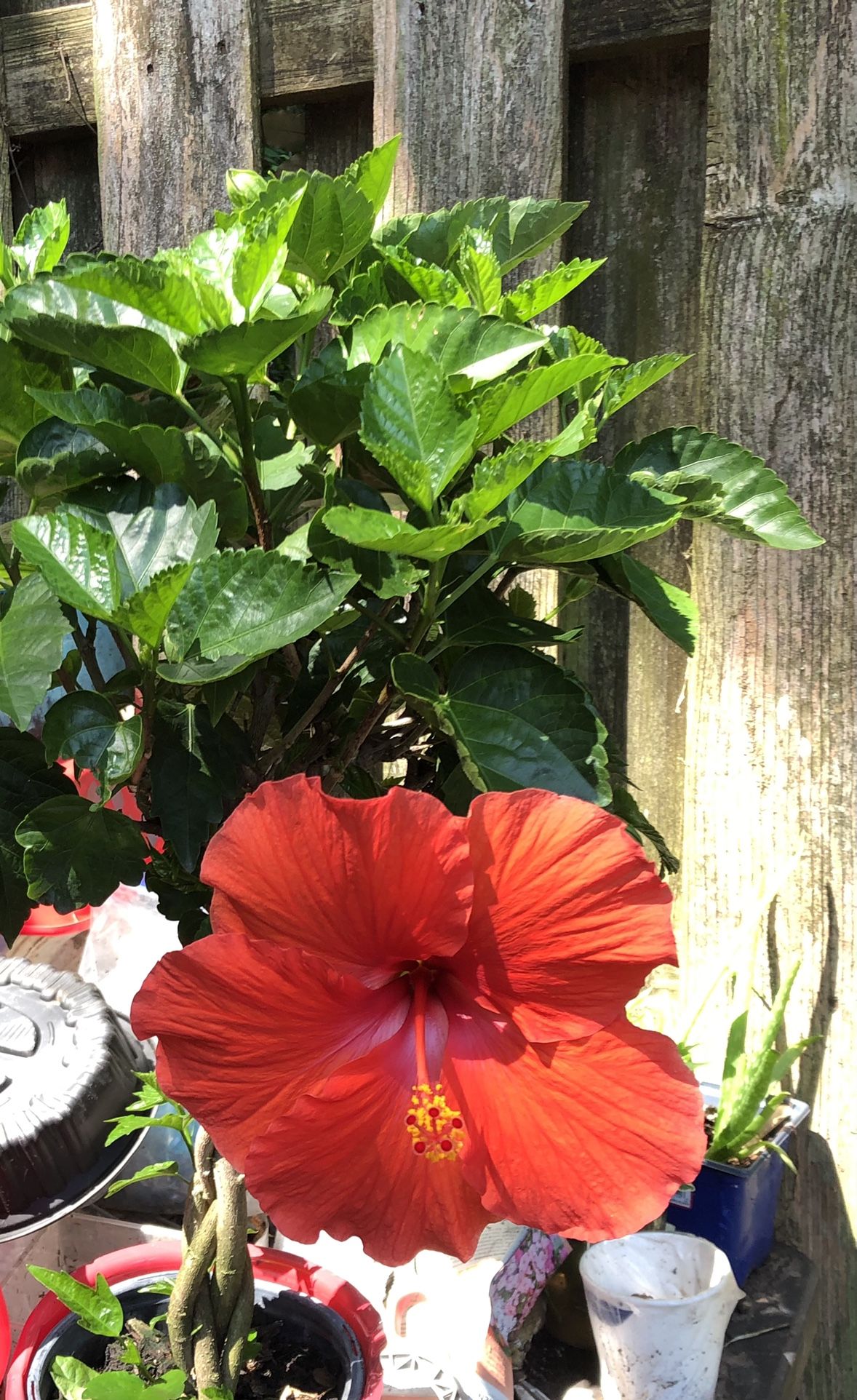 Braided Trunk Hibiscus Topiary Tree Plant