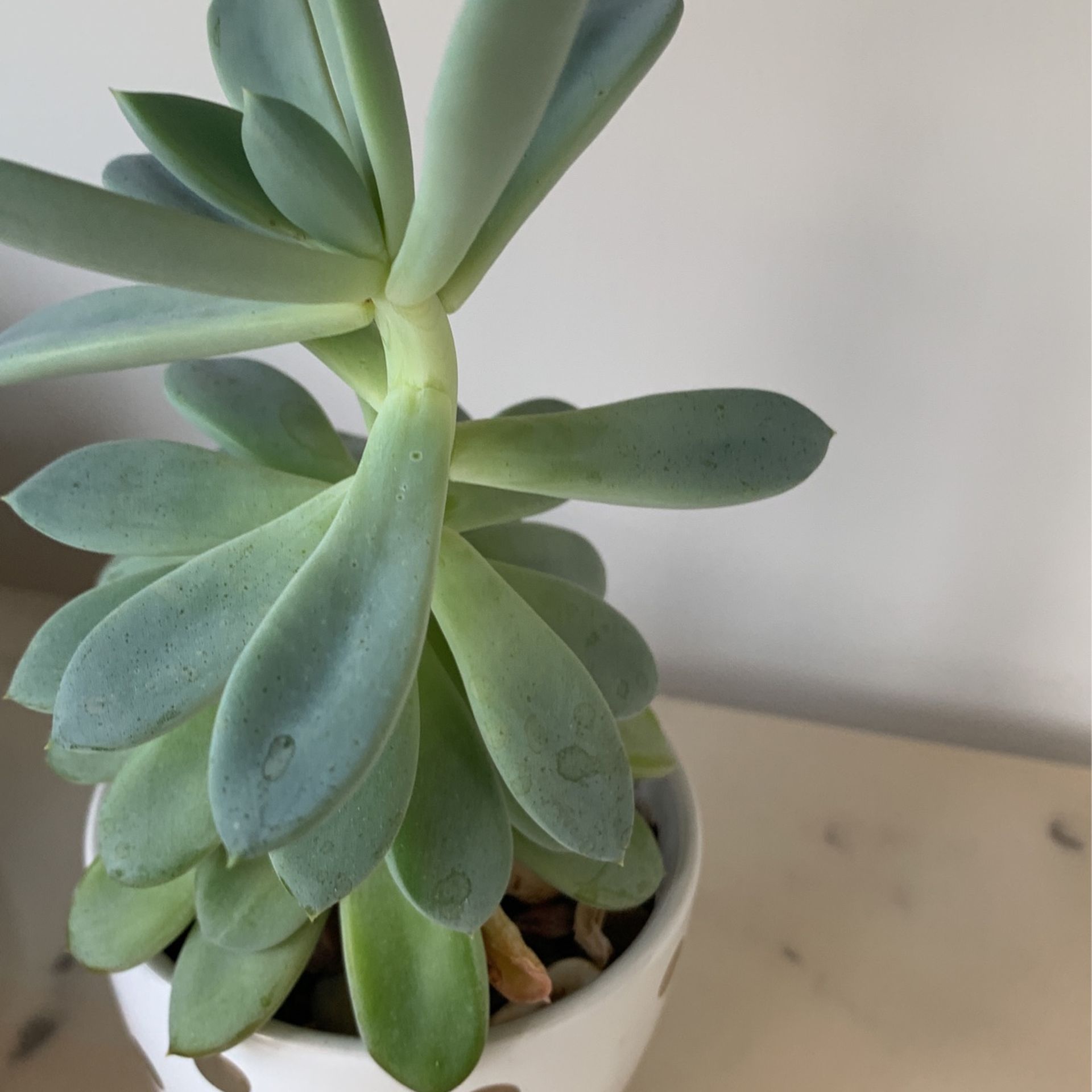Plant 3” Pot