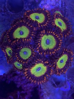 Coral Frags Lps And Sps Thumbnail