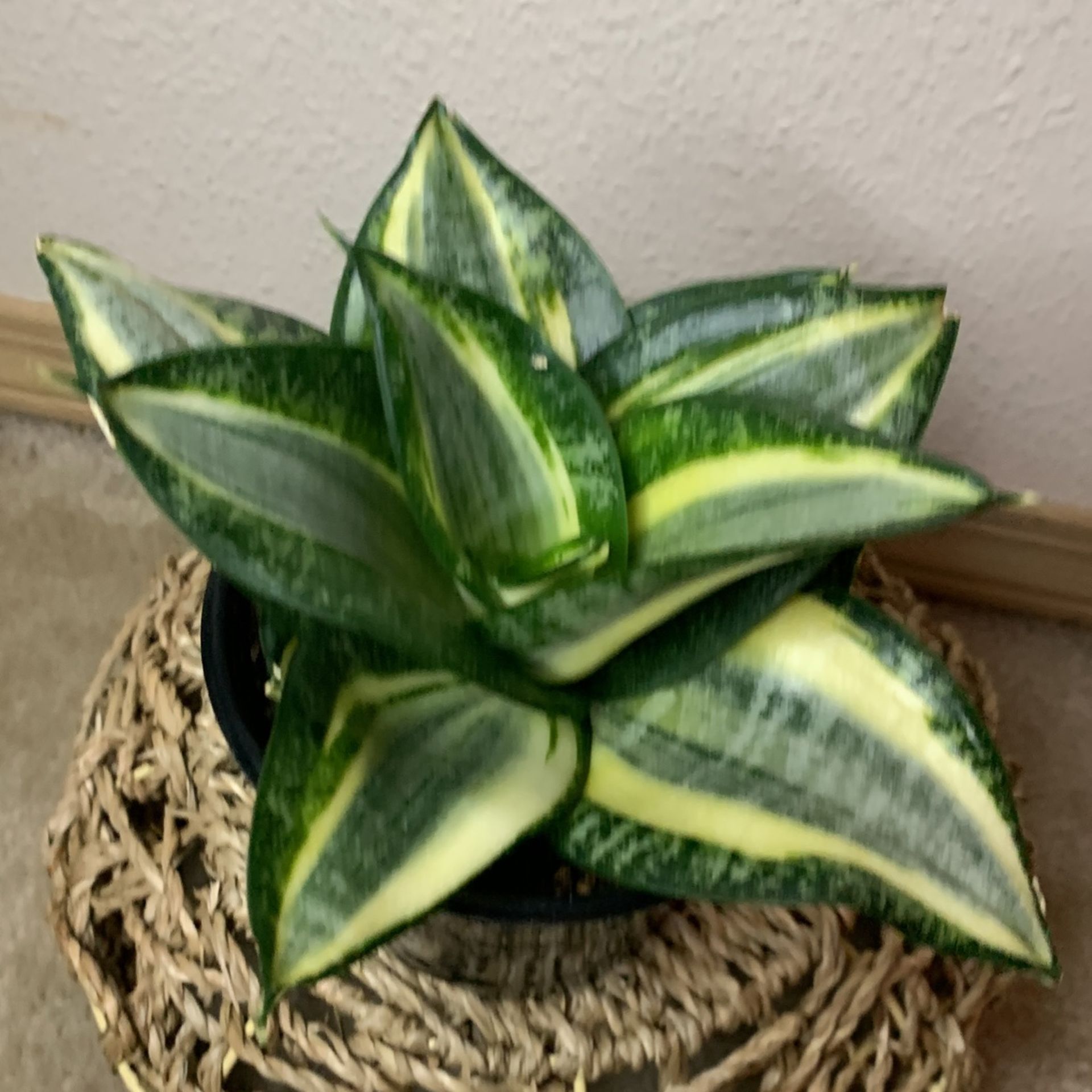 Birdsnest Snake Plant Sansiveria Low Light