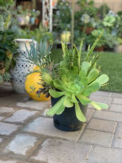Assorted Succulent Plants  Buy 5pots And Get 1  Pot Free Thumbnail