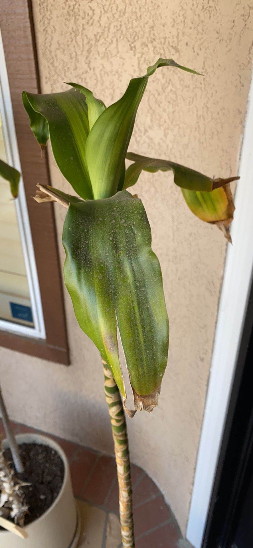 Corn Plant (Dracaena Fragrans) for Sale in Rowland Heights