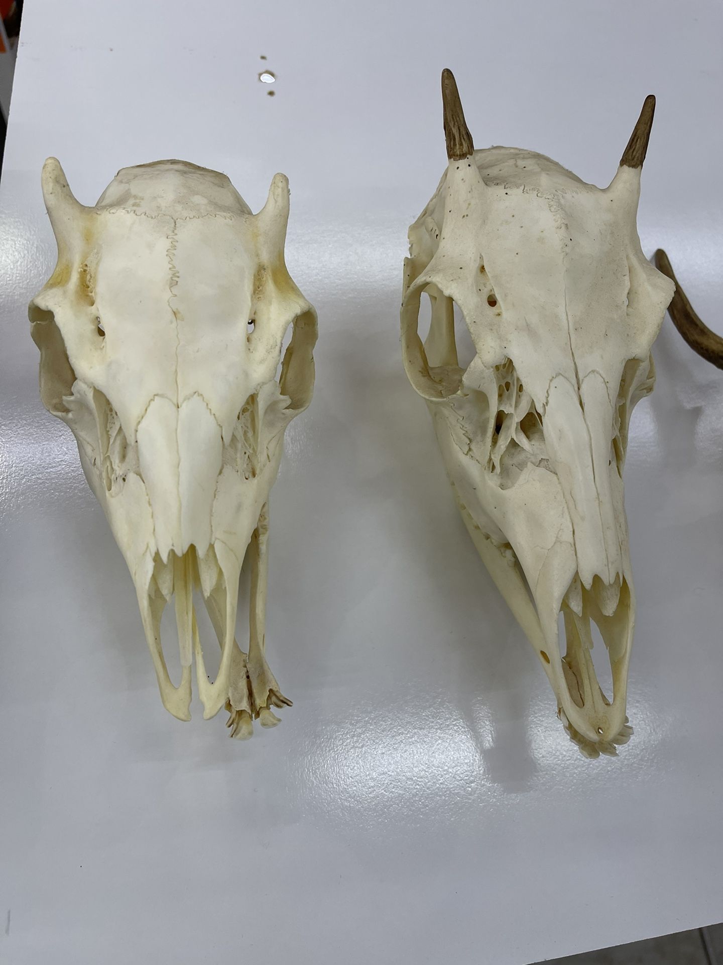 Skull Head Dear Collection