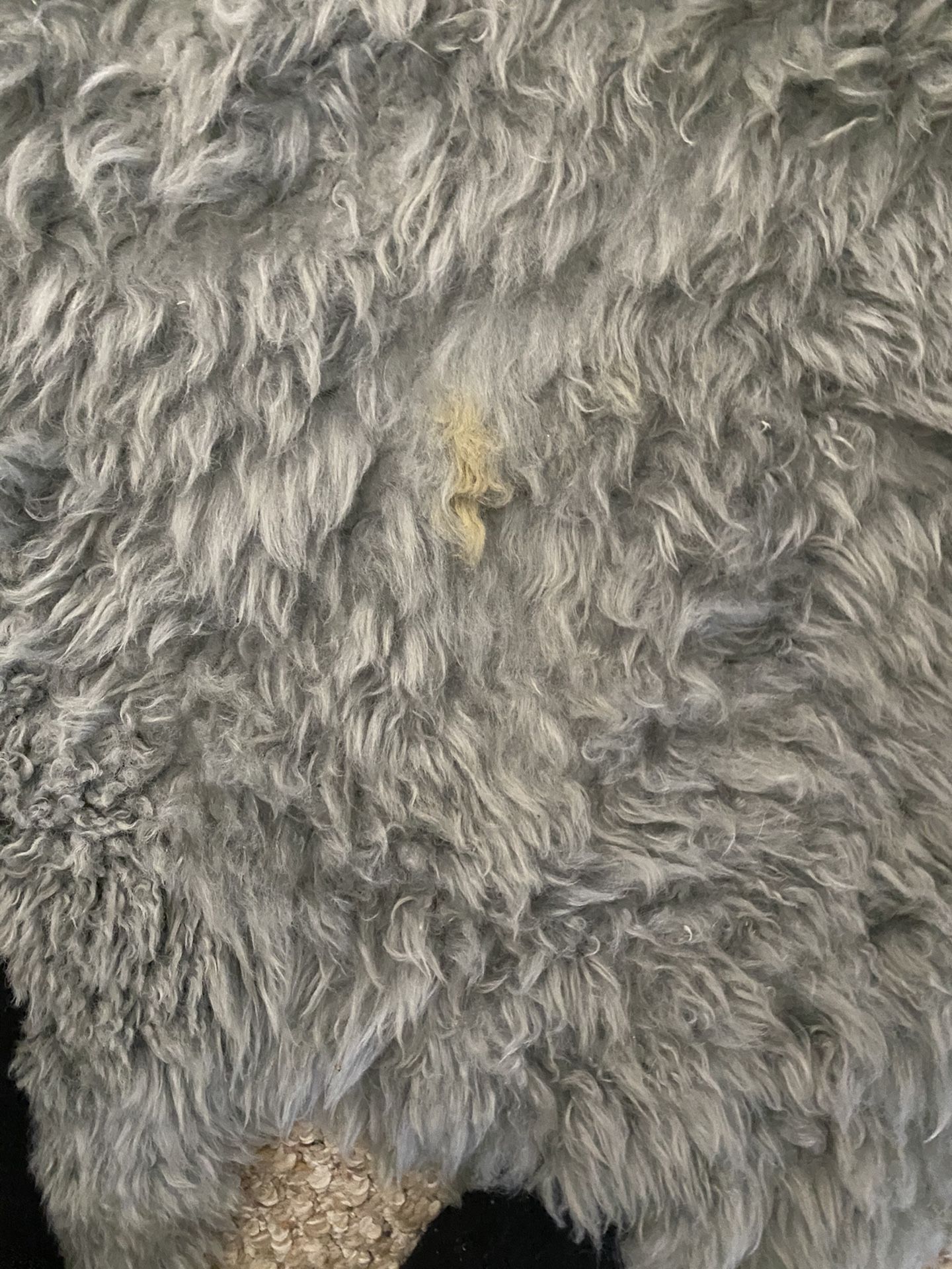 Furry Rug Free