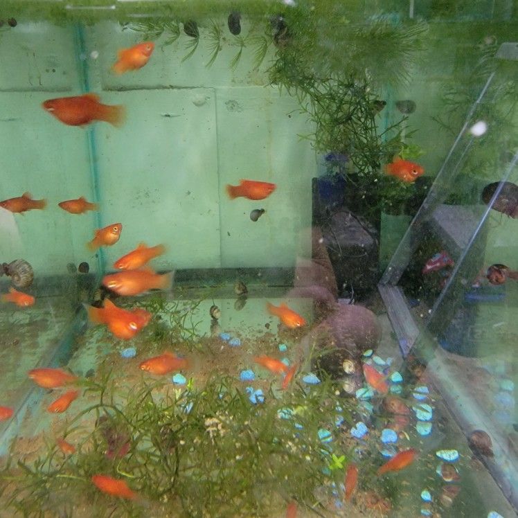 Red Dwarf Platies