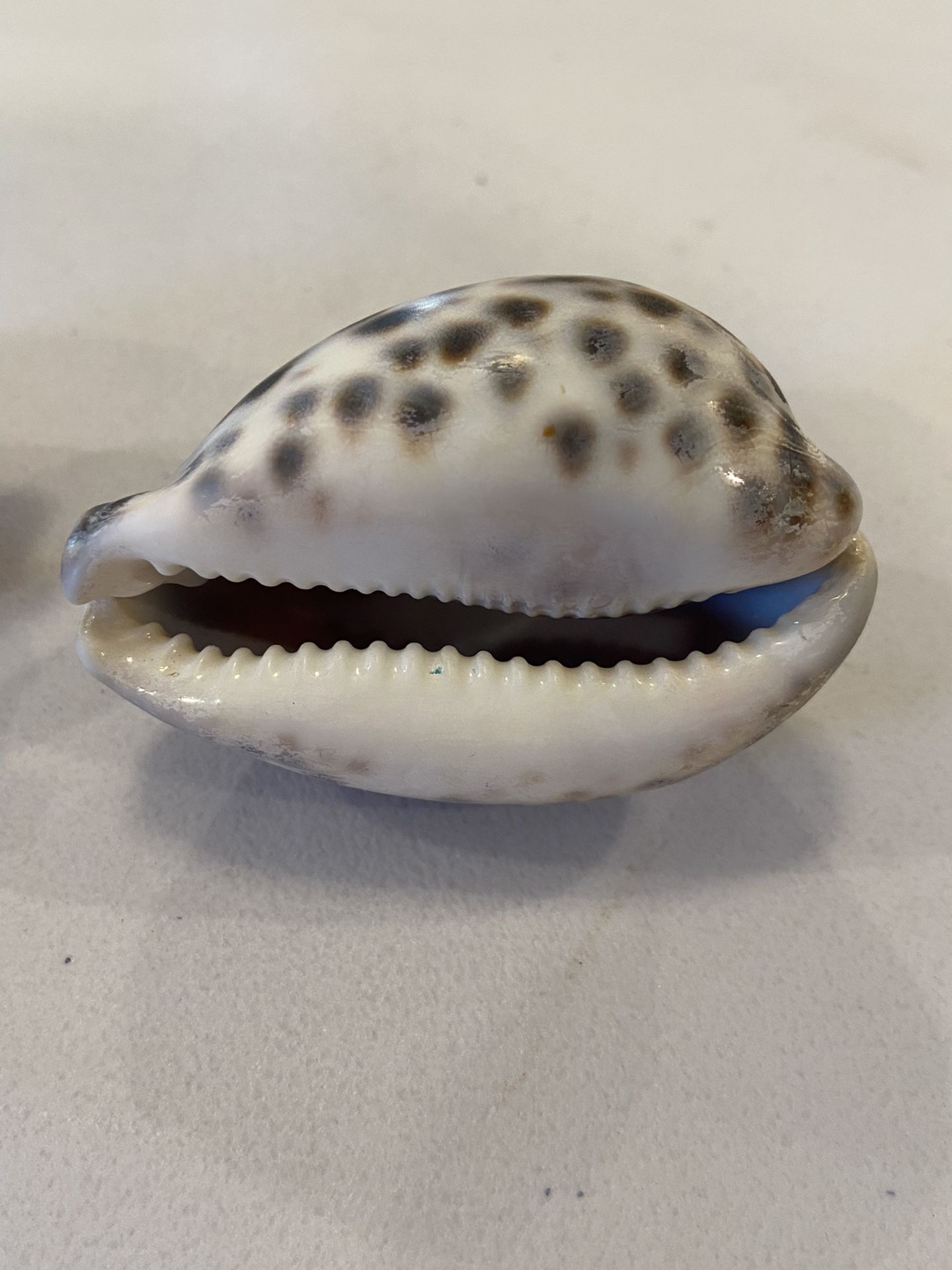 2 Beautiful Natural Sea Shells. Each Are About 3-4in X 2in