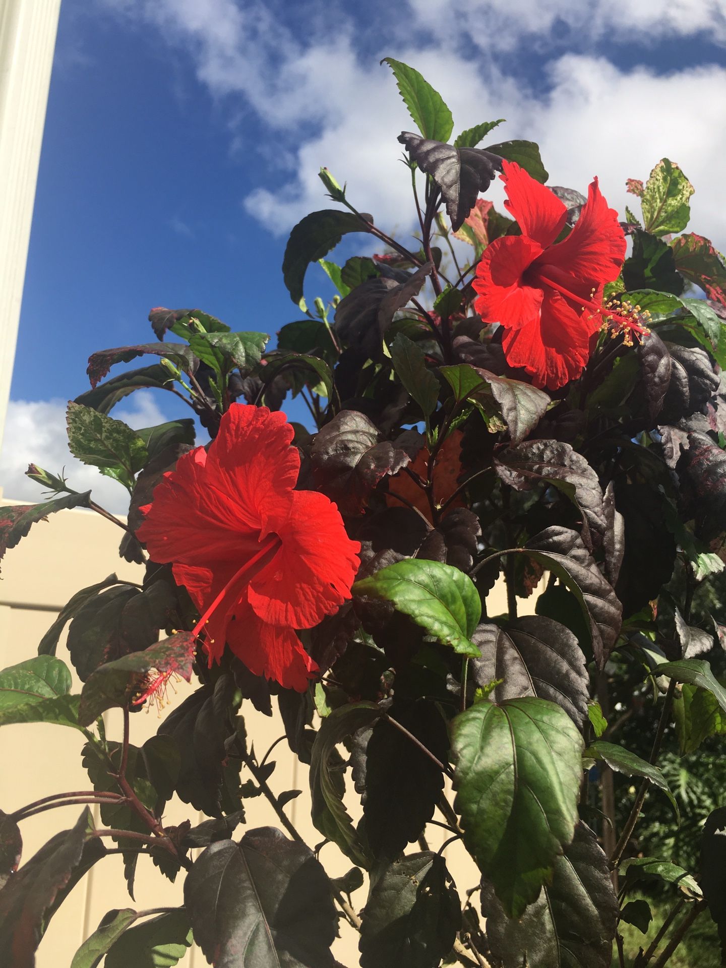 Fire & Ice Hibiscus Tree for Sale in Kissimmee, FL - OfferUp