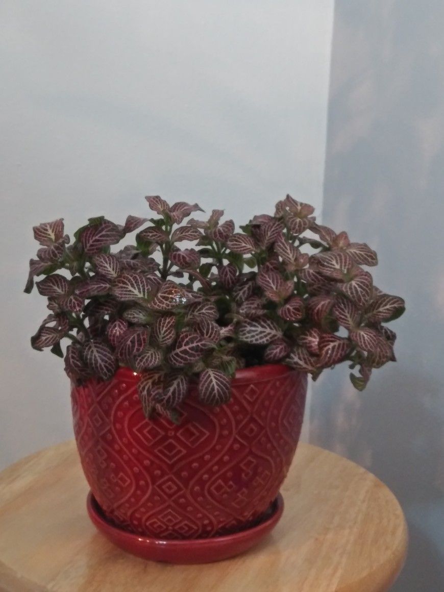 Fittonia Pink Angel