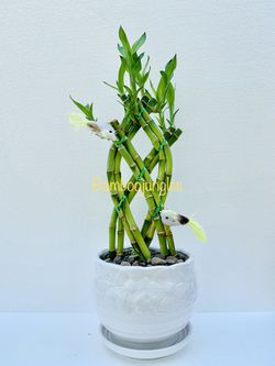 SHIPPING AVAILABLE Trellis Lucky Bamboo Live Plant Ceramic Pot Assorted Color Bird 14" Tall $12/each Thumbnail
