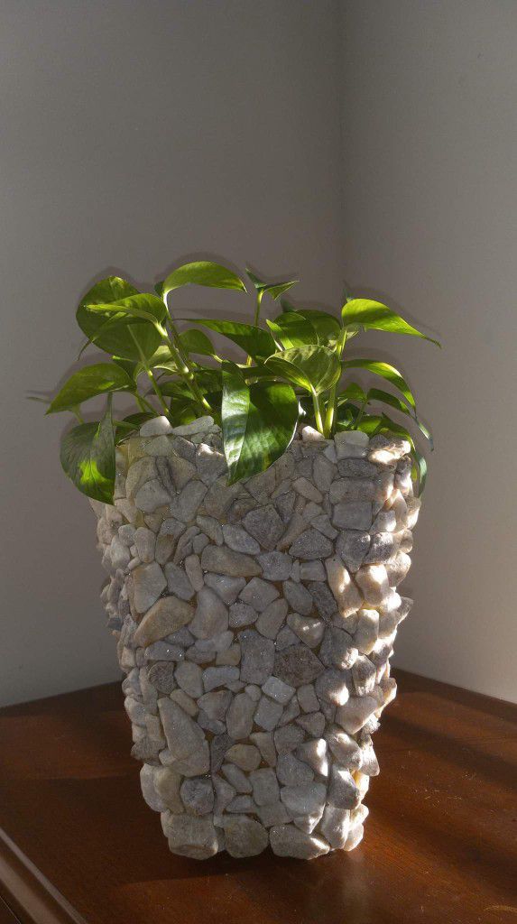Golden Pothos In Hand-crafted Planter 